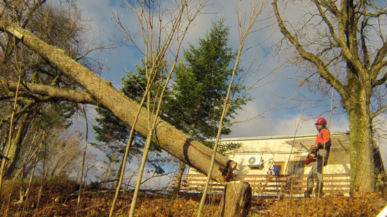 Arborist ohtlikku puud langetamas